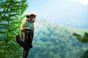 A Toque macaque enjoys the lush greenery in Nuwara Eliya, Sri Lanka.