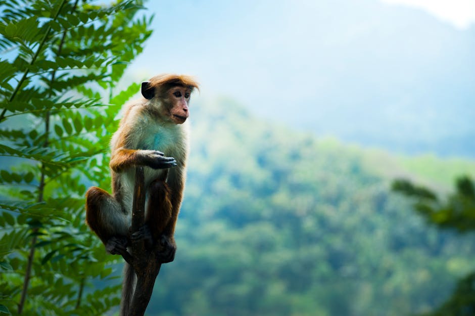 A Toque macaque enjoys the lush greenery in Nuwara Eliya, Sri Lanka.