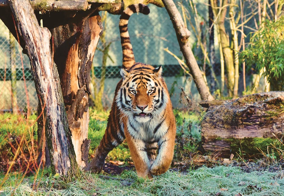 Bengal tiger prowling in a naturalistic zoo setting, München.